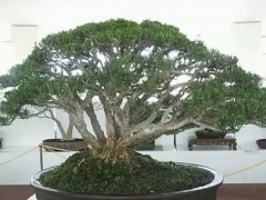 树桩盆景的冬季管理