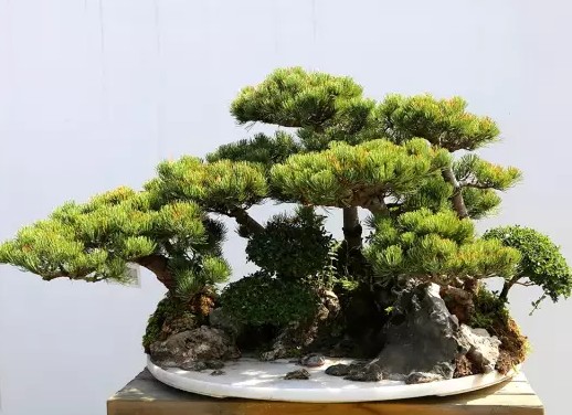 徽派树桩盆景造型方法5