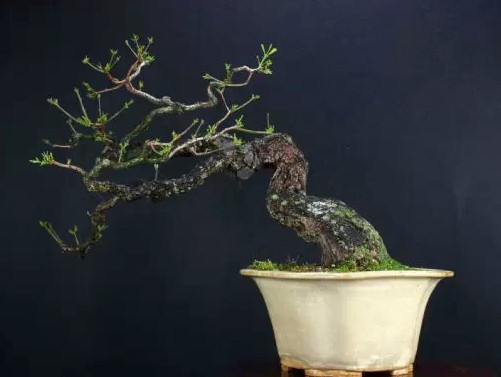 树桩盆景剪枝方法2