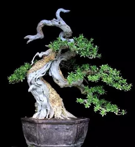 树木盆景的自然美2