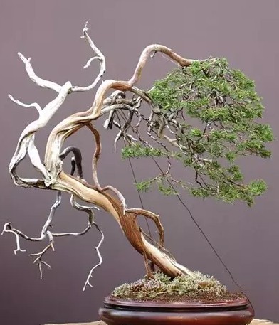 树木盆景的整体美5