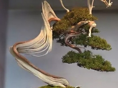 树木盆景的画景美