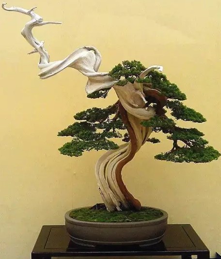 树木盆景的画景美2