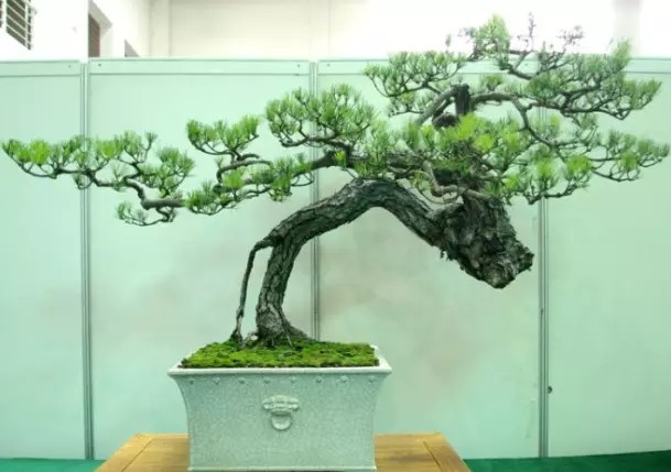 树木盆景的意境美1