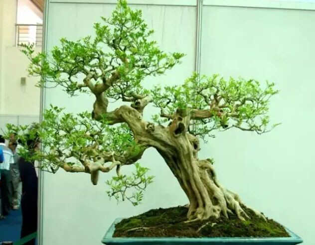 树木盆景的意境美3