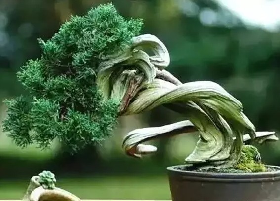 舍利干树木盆景5