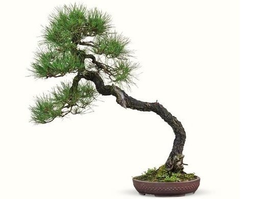 舍利干树木盆景4