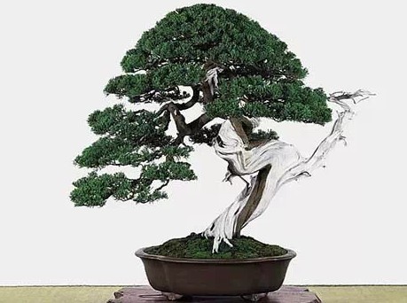 舍利干树木盆景2