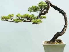 树桩盆景的种类和特性