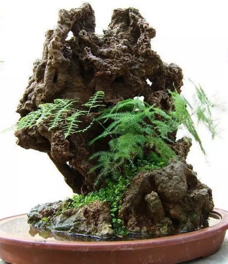 上水石（吸水石）盆景植物简介