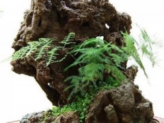 上水石（吸水石）盆景植物简介