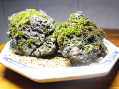 上水石苔藓怎么养