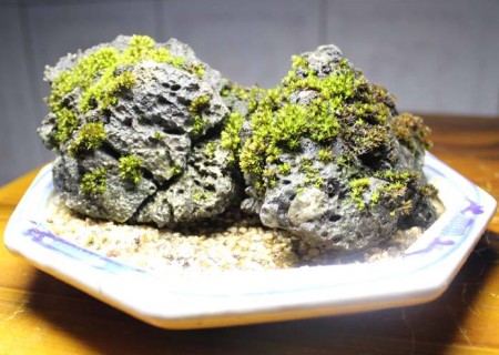 上水石苔藓怎么养