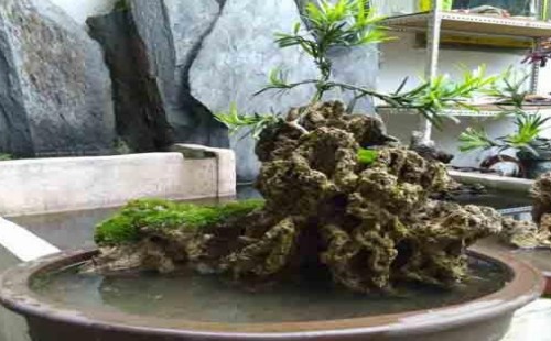 吸水石假山盆景摆放技巧