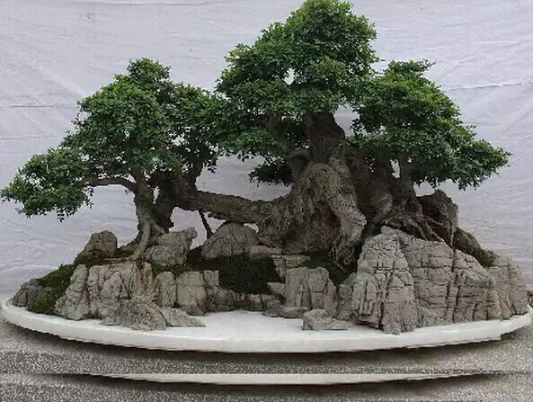 山水盆景的养护管理