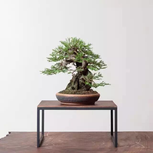 崖柏4