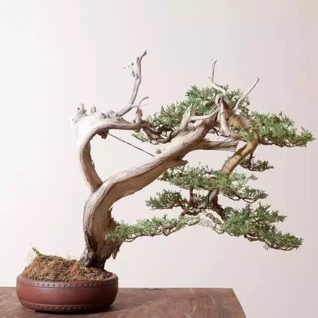 崖柏1
