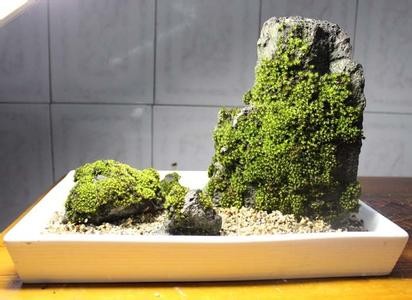 山水盆景辅苔点翠技艺1