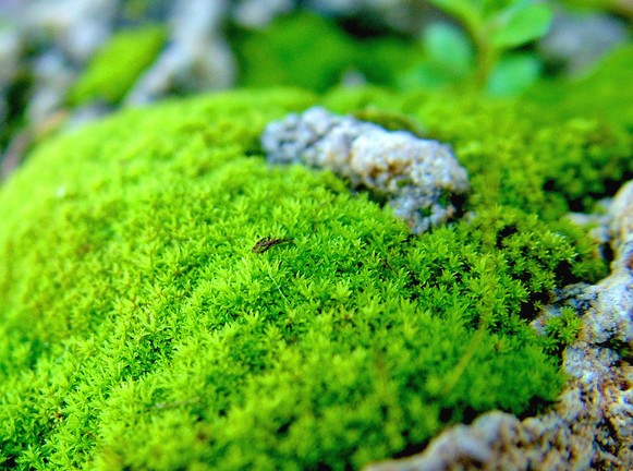 山水盆景辅苔点翠技艺4