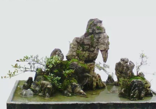 怎样给山水盆景配植植物1