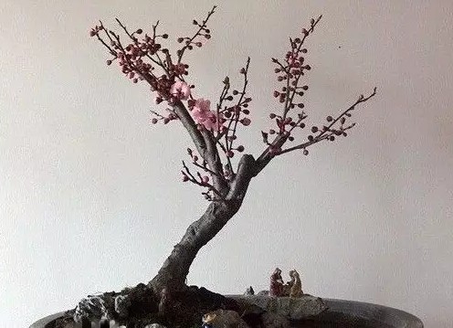 教你用美人梅制作水旱盆景2
