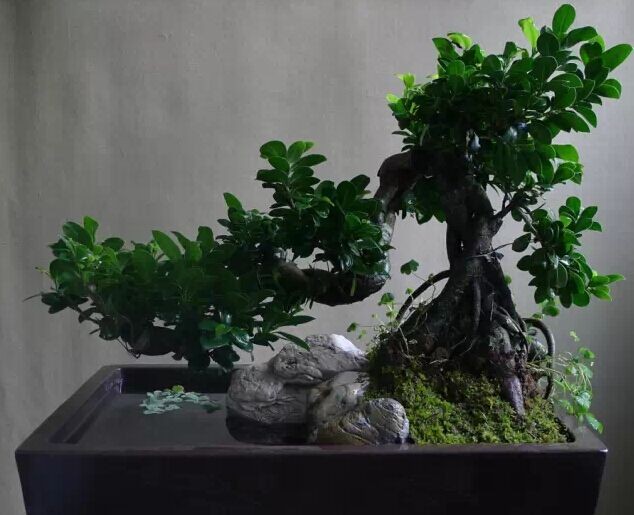 水旱盆景，在创作中寻找规律2