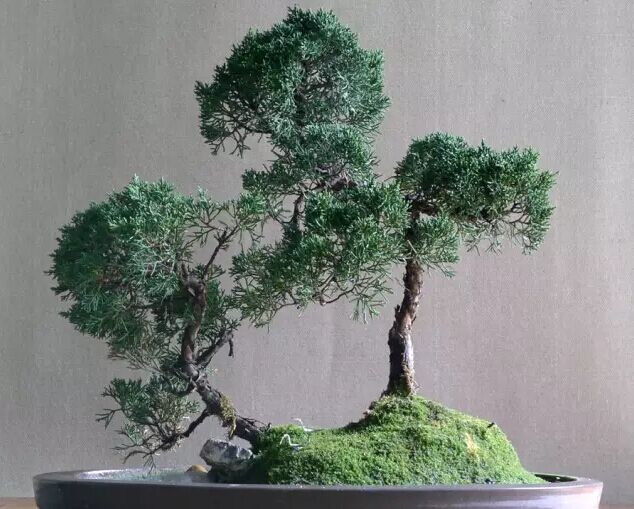 水旱盆景，在创作中寻找规律3