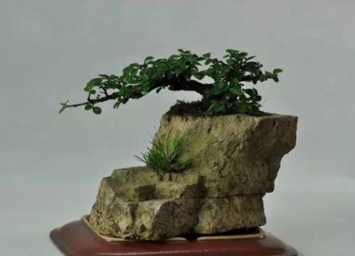 水旱盆景制作步骤5