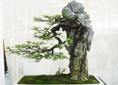 水旱盆景制作步骤5