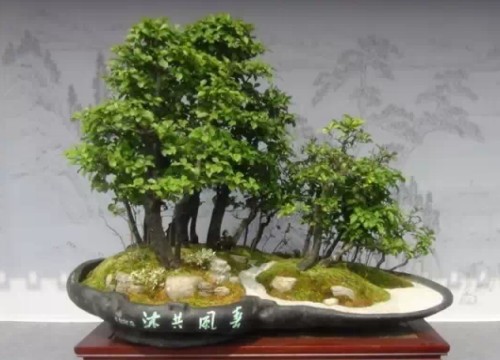 水旱盆景制作步骤3