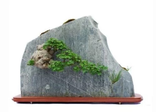 水旱盆景制作步骤3