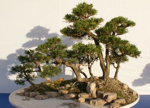 如何制作水旱盆景3