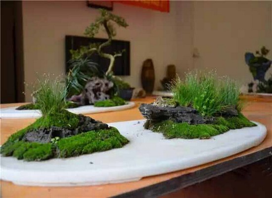 水旱盆景制作示范教学2