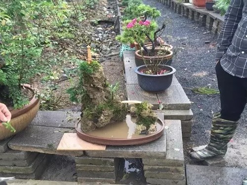 水旱盆景的制作技艺