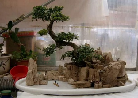 树石水旱盆景制作方法图解1