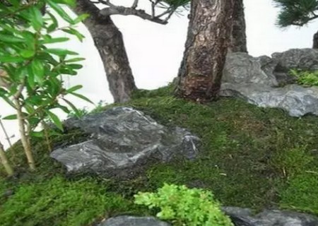 水旱盆景制作技巧4