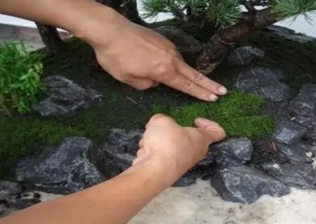 水旱盆景制作技巧5