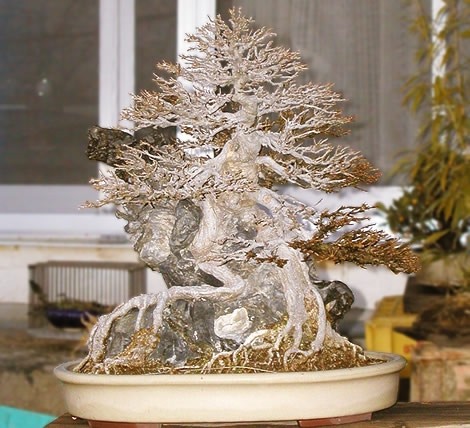 抱石盆景制作经验分享4