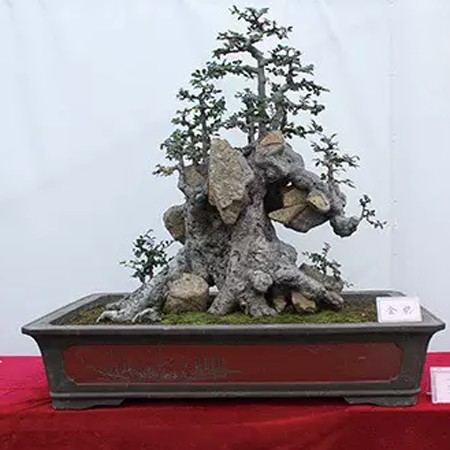 不舍之得：天然附石盆景的发现3