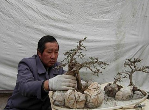 树石盆景的布局与组合2