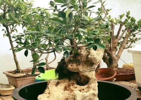 附石盆景制作步骤图解7