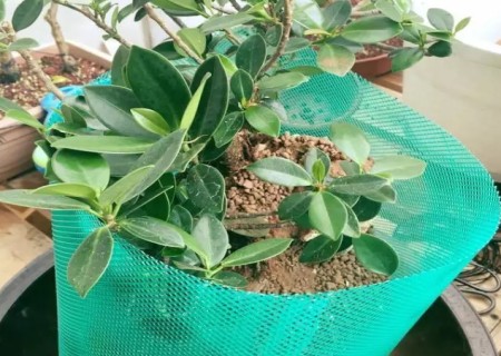附石盆景制作步骤图解9