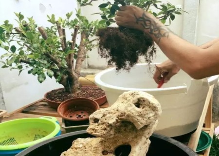 附石盆景制作步骤图解3