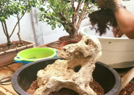 附石盆景制作步骤图解2