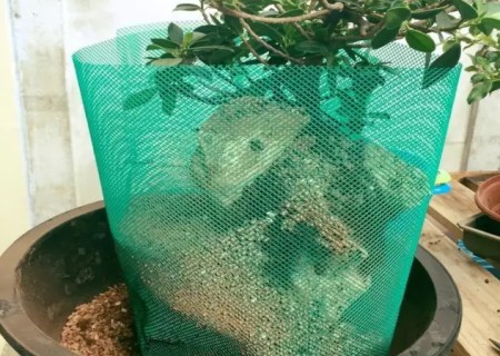 附石盆景制作步骤图解4