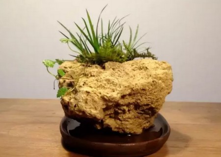 附石菖蒲盆景的制作8