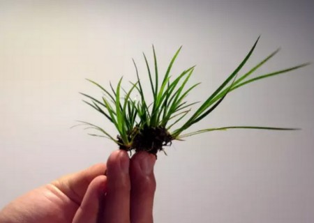附石菖蒲盆景的制作1
