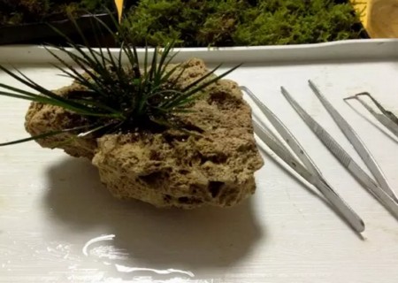 附石菖蒲盆景的制作7