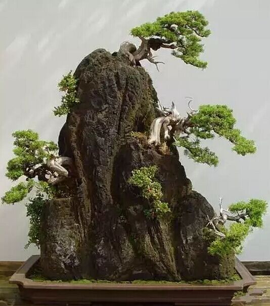 做附石式桩景的两种方法2