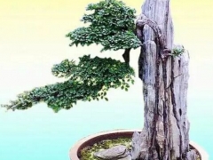 关于水附石和旱附石盆景